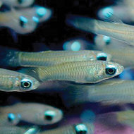 Blauwoogjes Aplocheilichtys Normanni