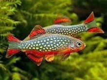 Galaxy Barbeel Rasbora Galaxy