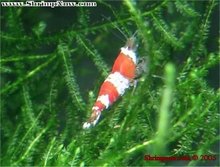 Crystal Red Garnaal Caridina -- 5 voor 27,50