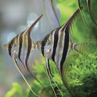 Maanvis Zebra Pterophyllum Scalara