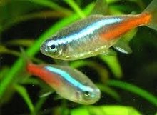 Neon Tetra Paracheirodon Innesi -- Nu 5 stuks voor 5,95