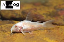 Dwergmeerval Albino Corydoras