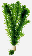 Elodea Densa Aquariumplant