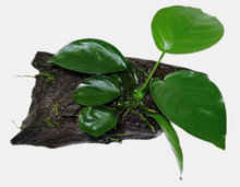 Aquariumplant op hout, Anubias