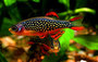 Galaxy Barbeel Rasbora Galaxy_